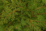 Juniperus communis 'Green Carpet' RCP04-06 (425).jpg